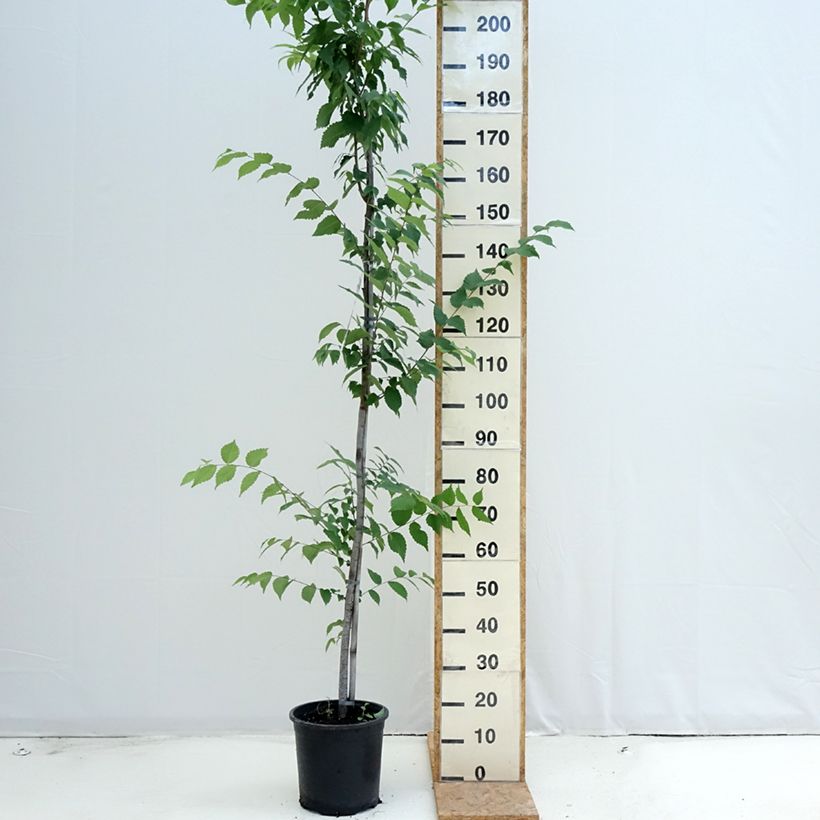 Exemplar von Zelkova serrata - Japanische Zelkove Topf mit 7,5L/10L wie im Sommer geliefert