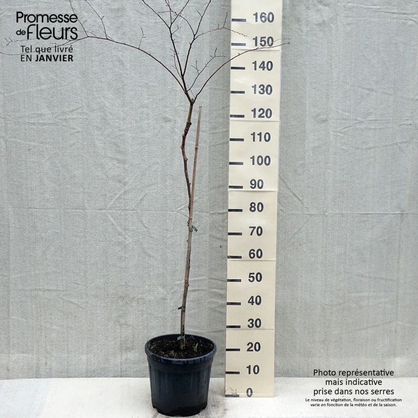 Exemplar von Zelkova serrata Variegata - Japanische Zelkove Topf mit 7,5L/10L wie im Winter geliefert