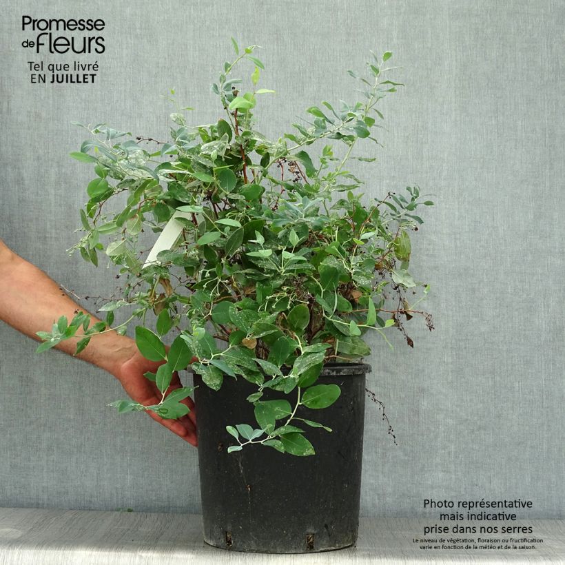 Exemplar von Zenobia pulverulenta Blue Sky - Zenobie Topf mit 12L/15L wie im Sommer geliefert