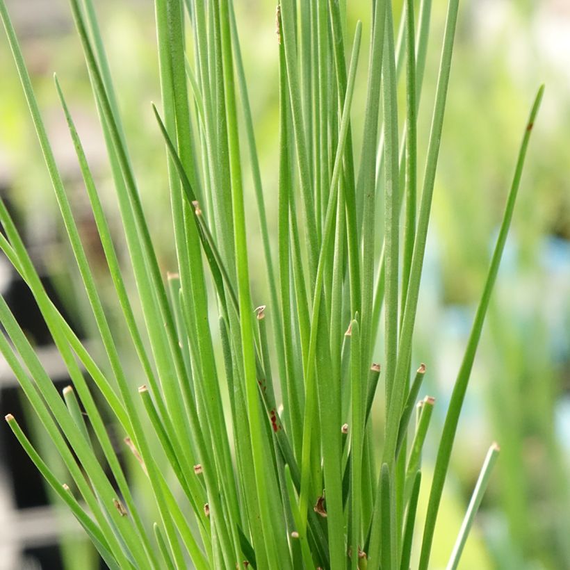Zephyranthes candida - Zephirblume (Laub)