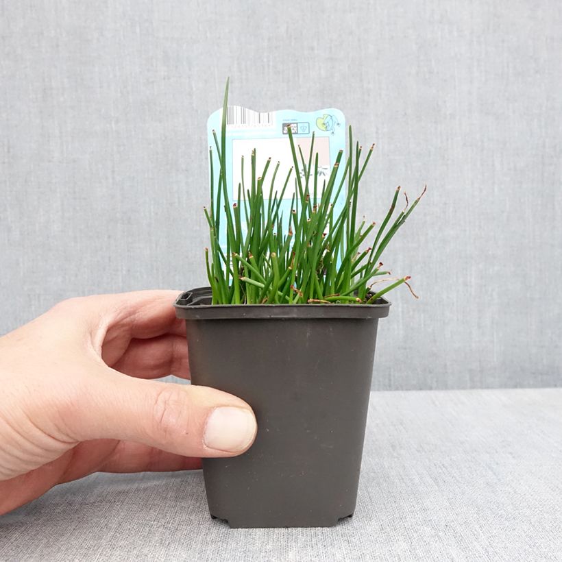 Exemplar von Zephyranthes candida - Zephirblume Kleine Töpfe von 8/9 cm Kaliber/Größe I wie im Frühjahr geliefert