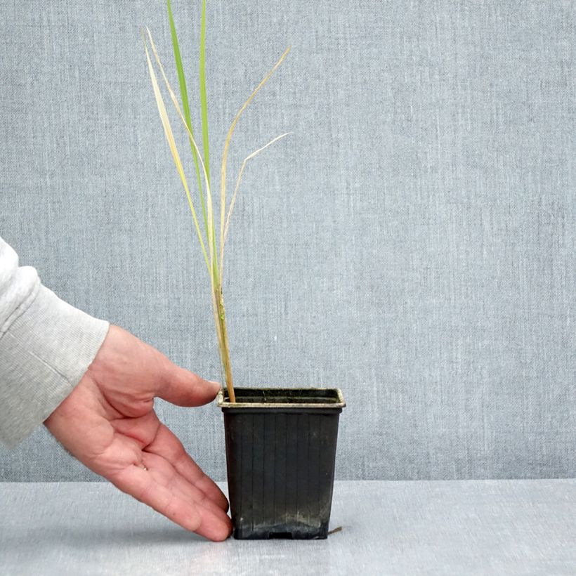 Exemplar von Zizania latifolia - Wasserreis Kleine Töpfe von 8/9 cm wie im Sommer geliefert