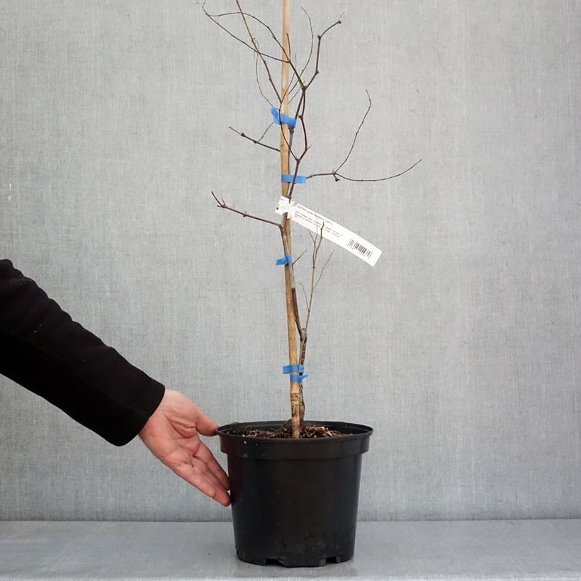 Exemplar von Chinesische Jujube Abundance - Ziziphus jujuba Topf mit 3L/4LGelieferte Höhe ca. 30/40cm wie im Winter geliefert
