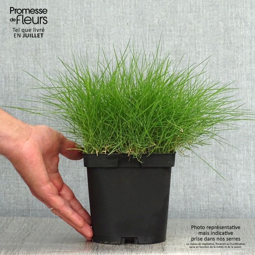 Exemplar von Zoysia tenuifolia Topf mit 2L/3L wie im Sommer geliefert