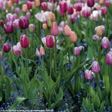 Tulpen-Kollektion Sanftheit von Parma