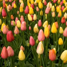 Tulpen-Kollektion Tutti Frutti