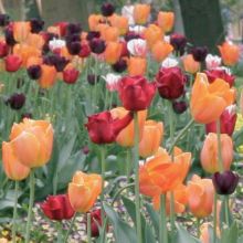 Tulpen-Kollektion Licht