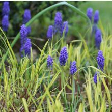 Muscari armeniacum