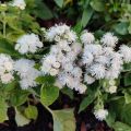 Ageratum Cushion White - Leberbalsam