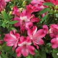 Alstroemeria Inticancha Romance - Inkalilie
