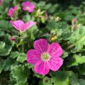 Erodium Bishop's Form - Reiherschnabel