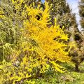 Goldglöckchen Spectabilis - Forsythie