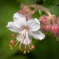 Geranium macrorrhizum Spessart - Balkan-Storchschnabel