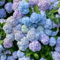 Hydrangea macrophylla Bodensee - Bauernhortensie