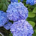Hydrangea macrophylla Nikko Blue - Bauernhortensie