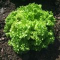 Schnittsalat Lollo Bionda