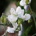 Duftwicke White Suprême (Samen) - Lathyrus odoratus