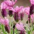 Lavandula stoechas The Princess - Schopf-Lavendel