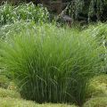 Chinaschilf Gracillimus - Miscanthus sinensis
