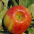 Säulenapfel Rhapsodiecov - Malus domestica