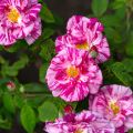 Rosa gallica Versicolor - Essig-Rose