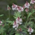 Tiarella Sugar and Spice - Schaumblüte
