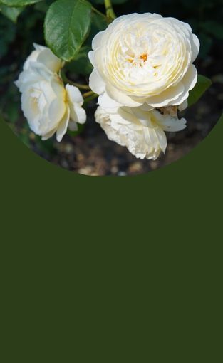 Entdecken Sie unsere Auswahl zu günstigen Preisen