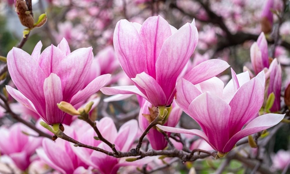 Entdecken Sie die schönsten frühlingsblühenden Sträucher, die Ihren Garten verschönern!