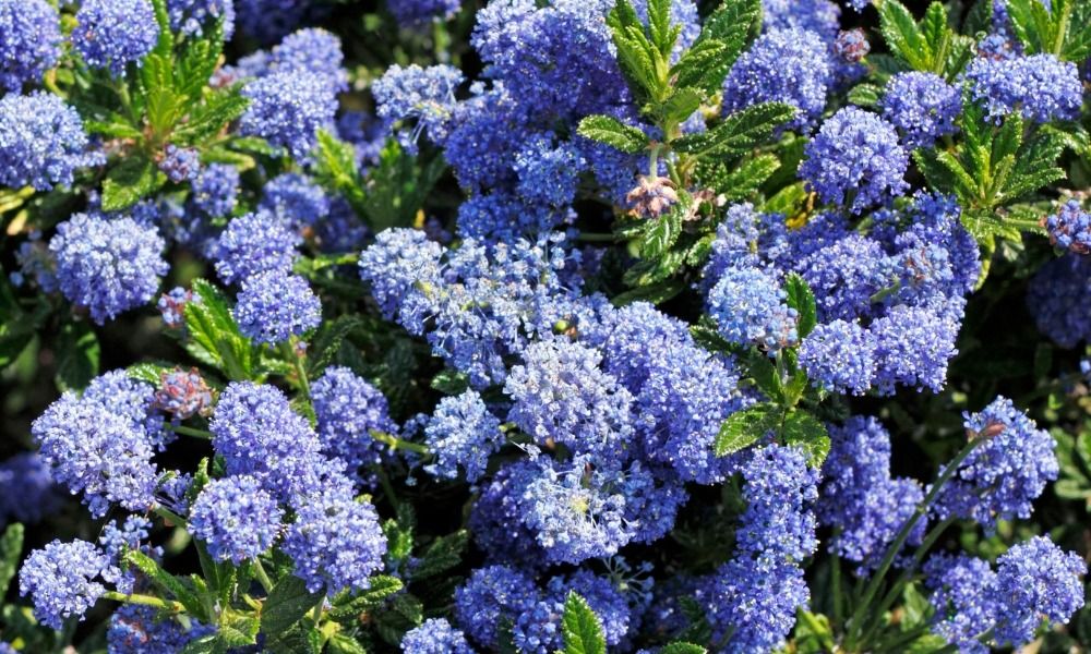 Entdecken Sie die schönsten frühlingsblühenden Sträucher, die Ihren Garten verschönern!