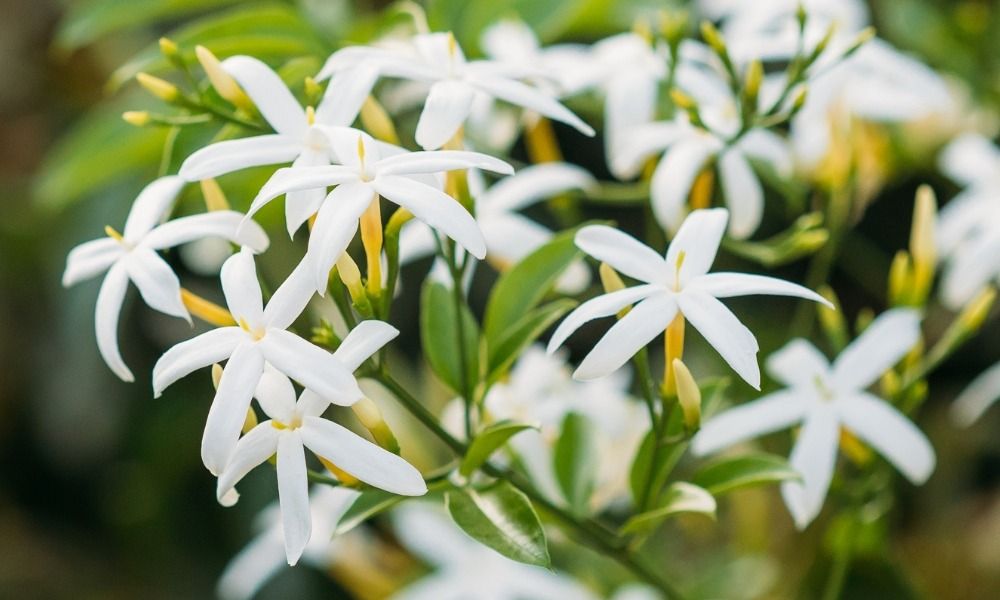 Bringen Sie mit unseren Jasminen einen Hauch von betörendem Duft und Schönheit in Ihren Garten