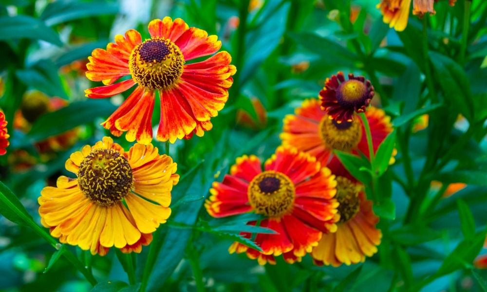 Verlängern Sie die schöne Jahreszeit in Ihrem Garten mit spät blühenden Stauden!