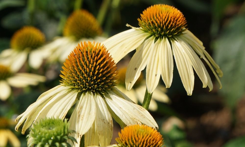 Suchen Sie nach Farbe und Originalität in Ihrem Garten?