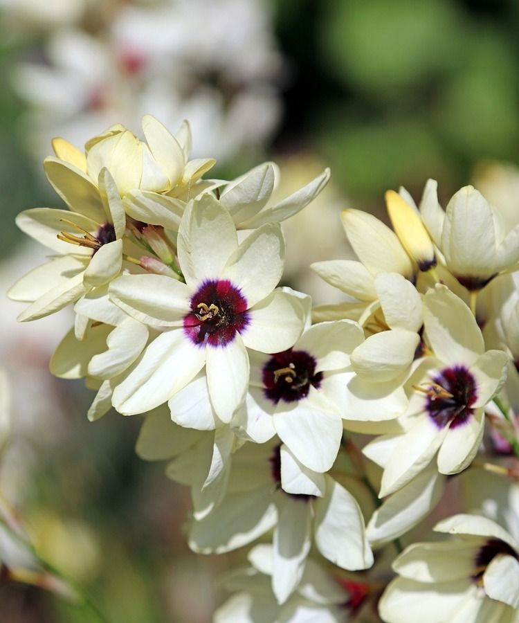 Rund hundert neue Sorten zum Entdecken