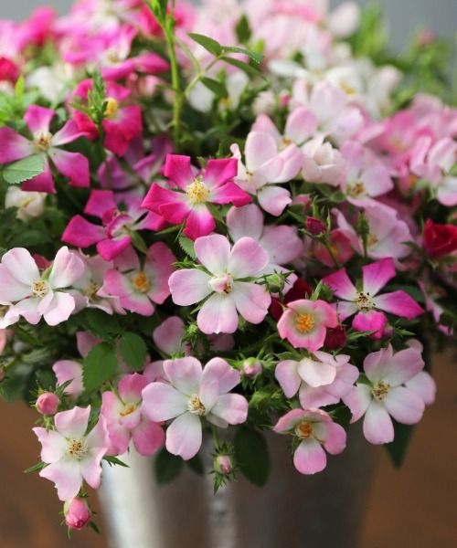 Sie sich von diesen außergewöhnlichen Miniatur-Neuheiten verzaubern!