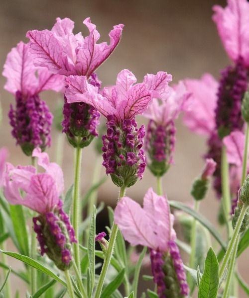 Die schönsten Pflanzen der Saison!