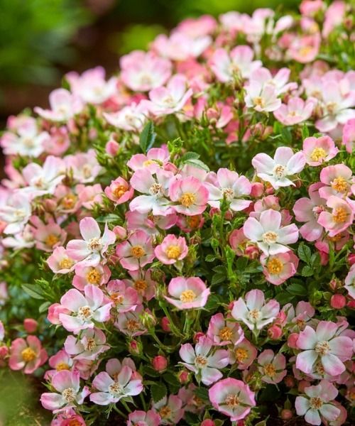 Hunderte von Rosen, unzählige Schätze zu entdecken!