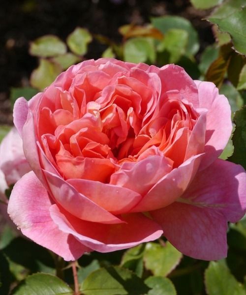Laden Sie die Stars des Sommers in Ihren Garten ein