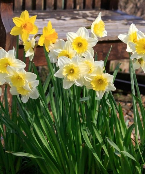 Holen Sie sich Ihre Lieblingszwiebeln für die Frühlingsblüte!