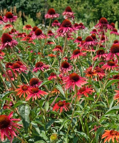 Bis zu -40 % Rabatt auf über 150 Sorten!