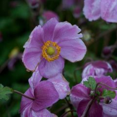 Anemone Rosenschale - Japan-Herbst-Anemone