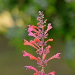 Agastache Kudo's Coral - Duftnessel