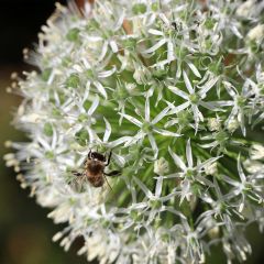Allium stipitatum Mount Everest - Zierlauch