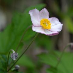 Anemone Hadspen Abundance - Japan-Herbst-Anemone