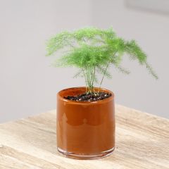 Asparagus plumosus - Feder-Spargel