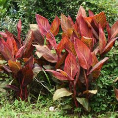 Blumenrohr Durban - Canna