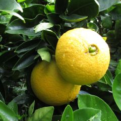 Orange Washington Navel - Citrus sinensis