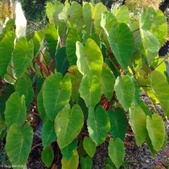 Colocasia Pink China - Taro