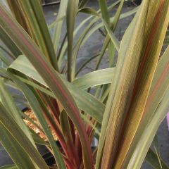 Cordyline australis Sundance - Keulenlilie