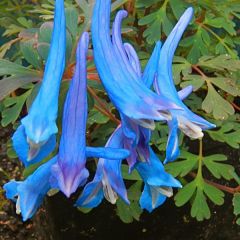 Corydalis flexuosa - Gebogener Lerchensporn