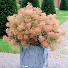Perückenstrauch Young Lady - Cotinus coggygria